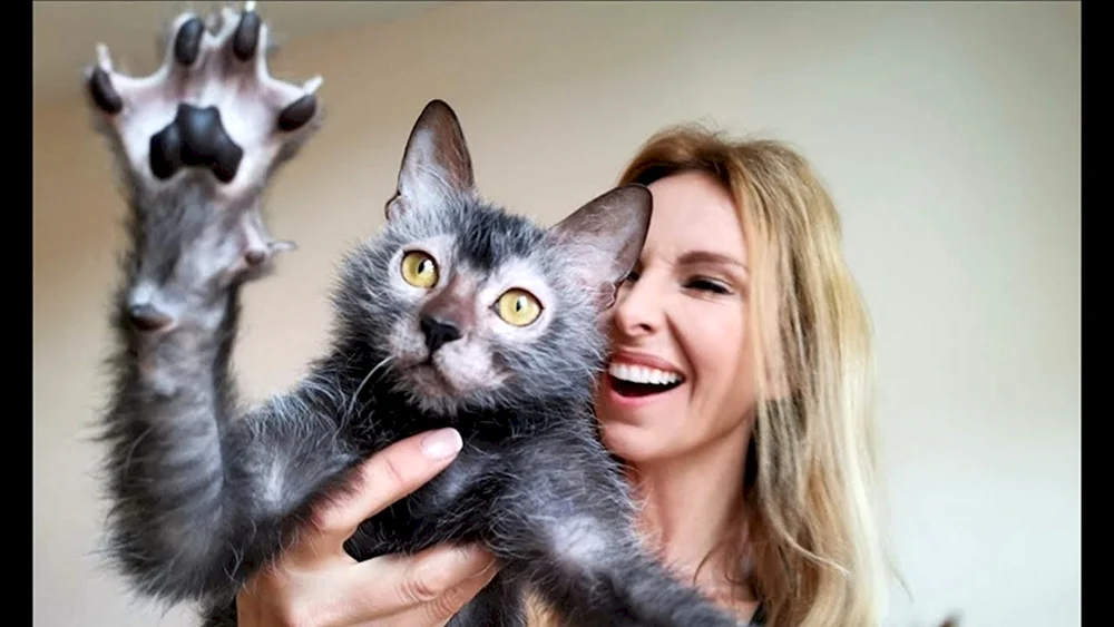 Likoi Katze Rasse
