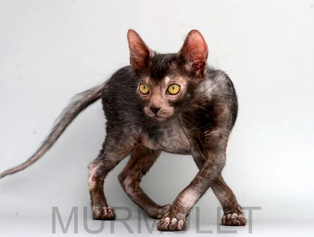 Likoi Katze Rasse