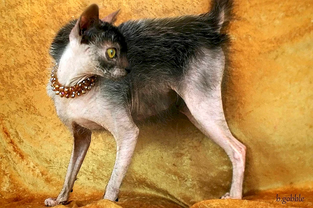 Eine Katze aus dem Gruselfilm 2