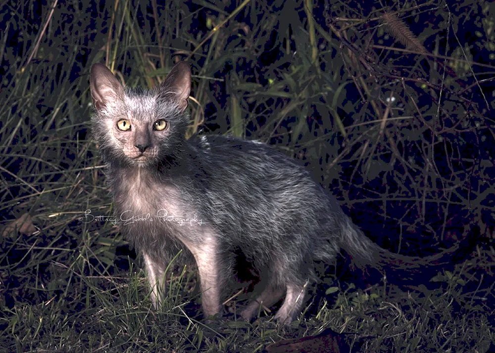 Katzenrasse Licoi