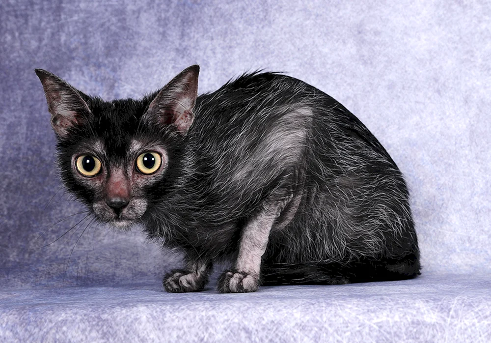 Katzenrasse Licoi