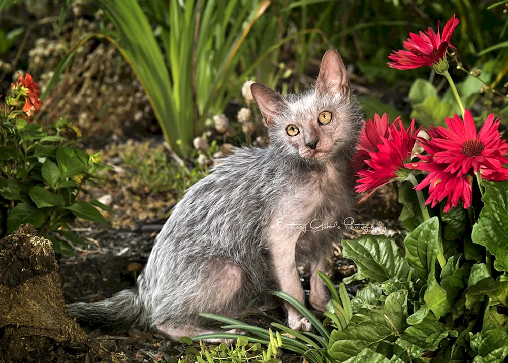 Katzenrasse Licoi