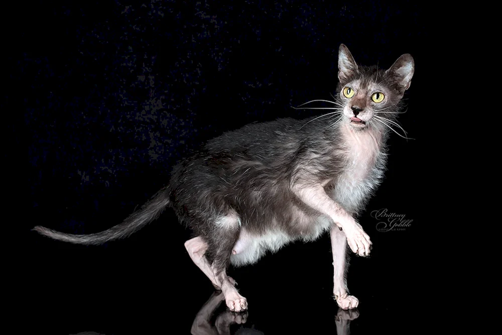 Katzenrasse Licoi
