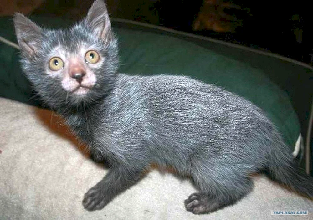 Likoi Katze Rasse