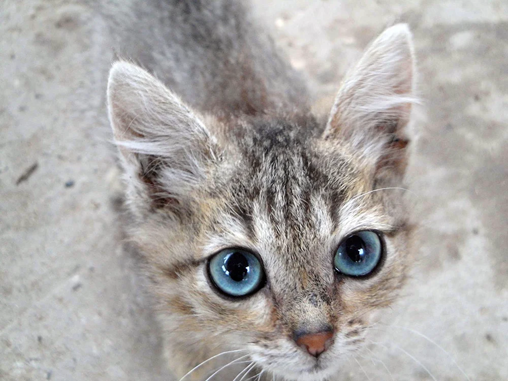 Ochos azules Katzenrasse. Ozules