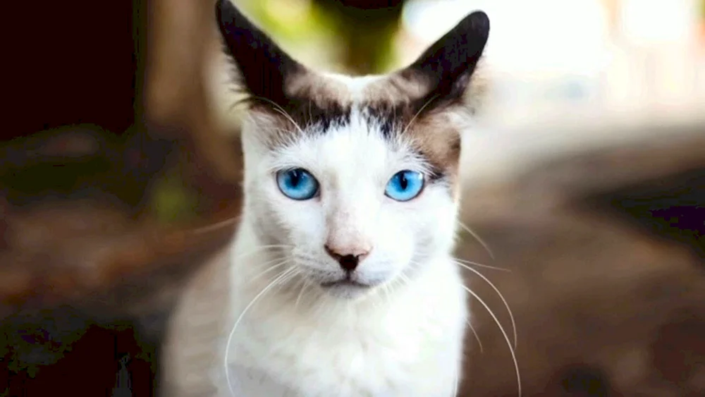 Ochos azules