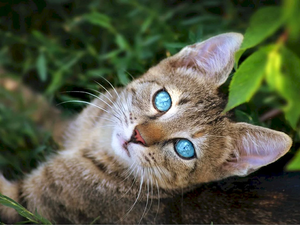 Ochos azules