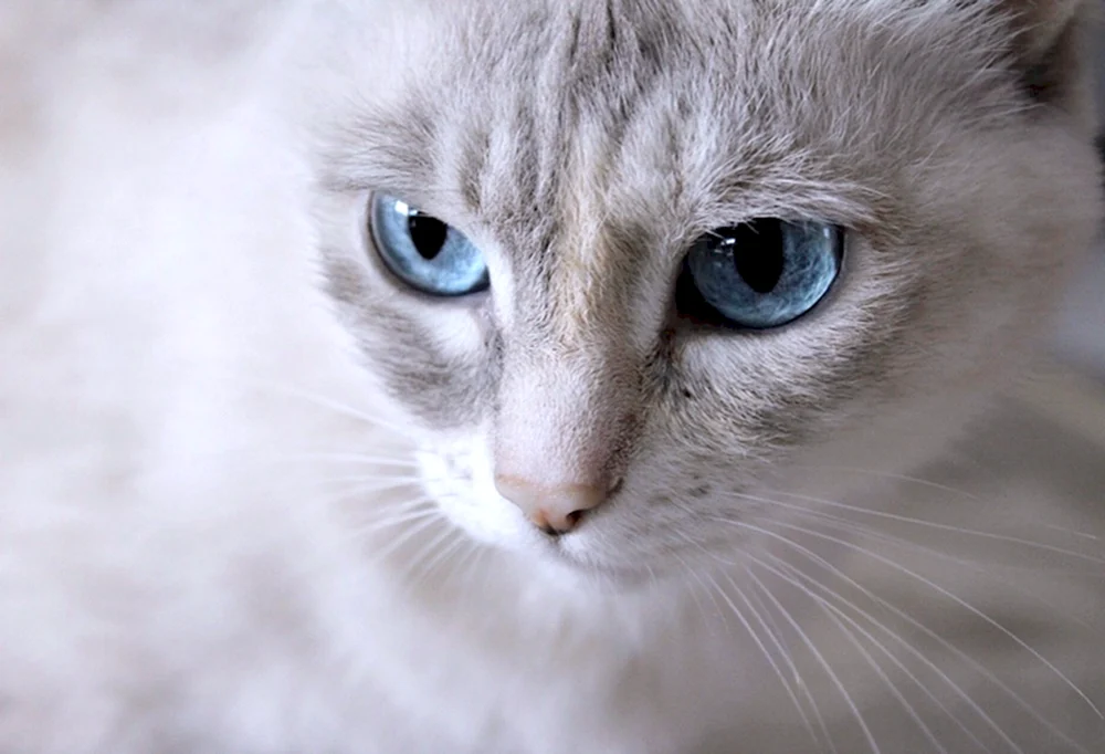 Ochos azules Katzenrasse