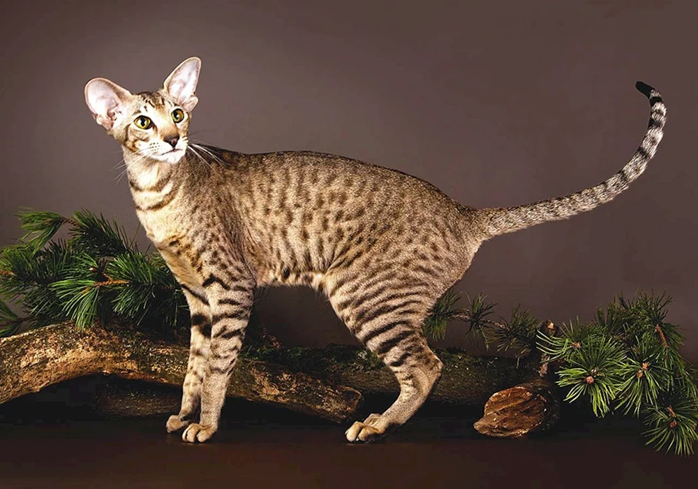 Orientalische Katzenrasse Katze