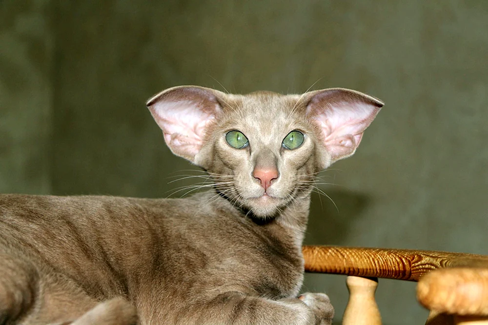 Peterbold Peterburg Sphynx