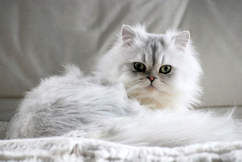 Britische Chinchillakatze silber stumpf