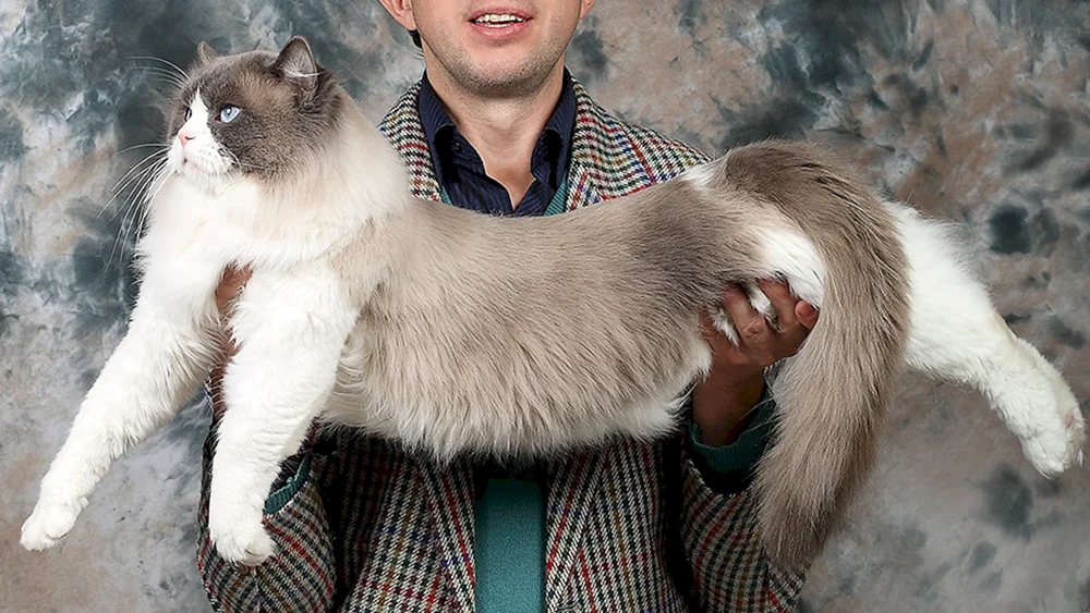 Main Coon