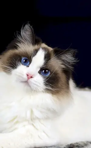 Ragdoll