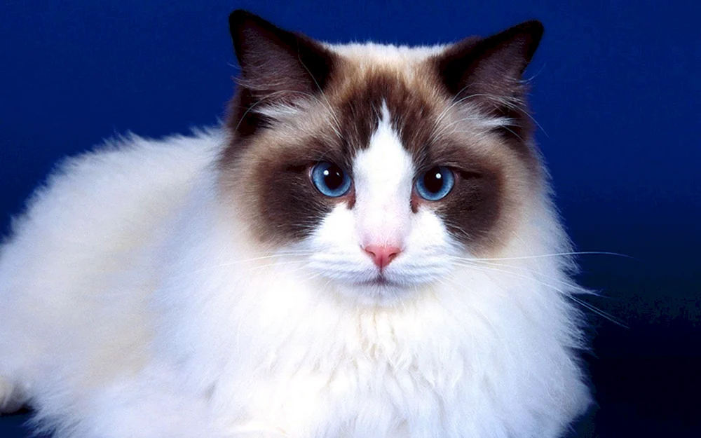 Ragdoll und Ragamuffin-Katzenrasse