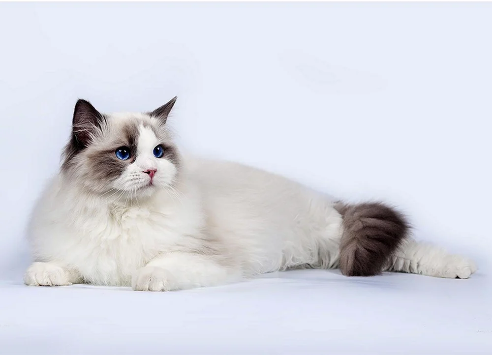 Katzenrasse Ragdoll