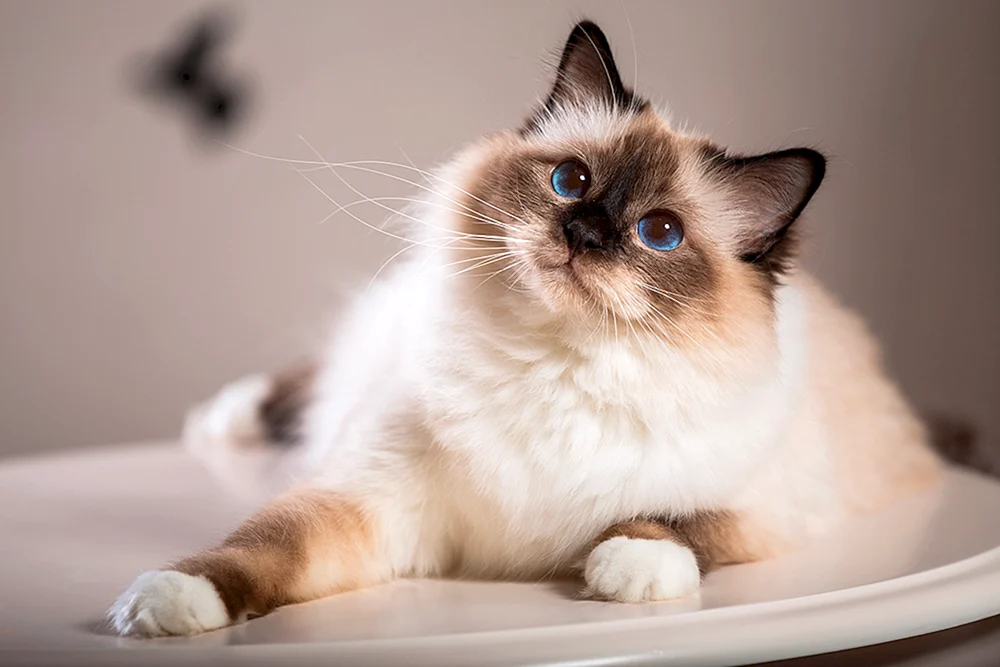 Ragdoll-Katzenrasse