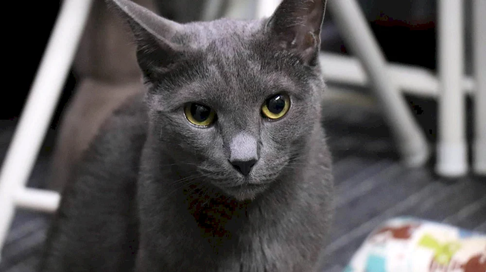 Russisch Blau Katze