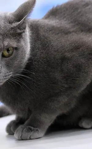 Russische blaue Katze Rasse