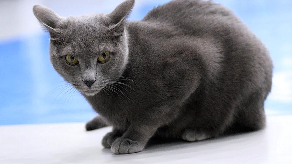 Russische blaue Katze Rasse