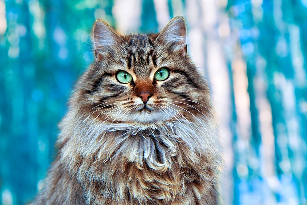 Sibirische Langhaarkatze