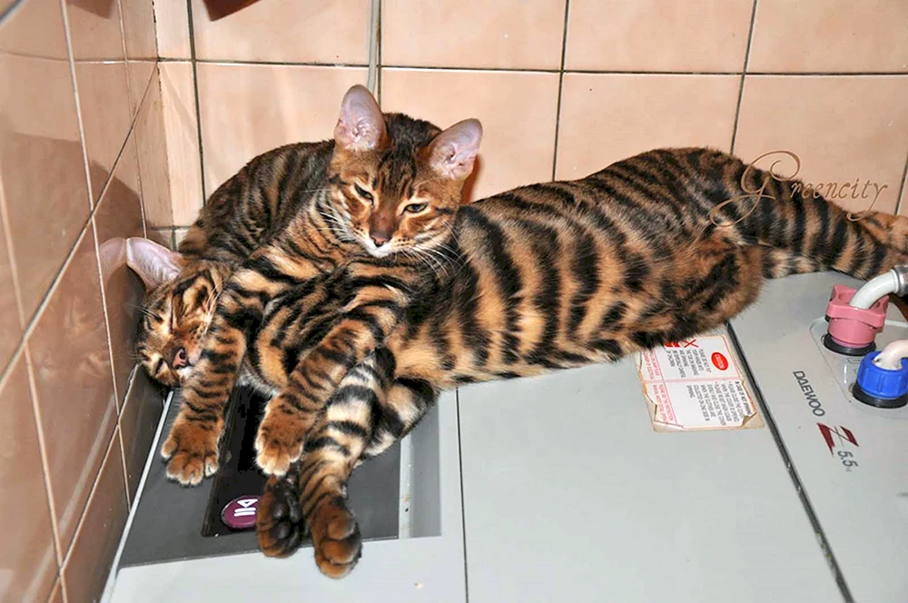 Sibirische Katze métis