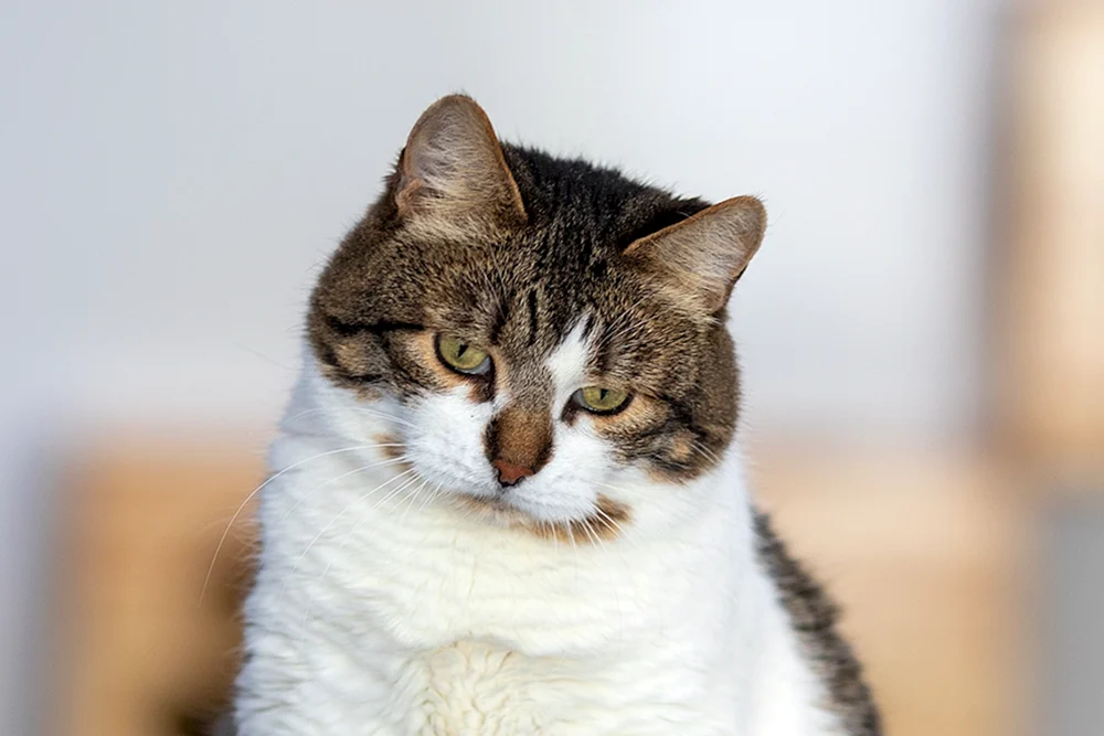 Murka-Katzenrasse