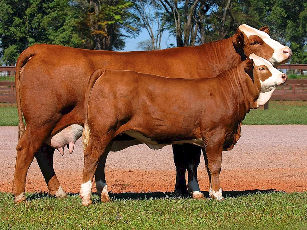 Simmentaler Rinderrasse