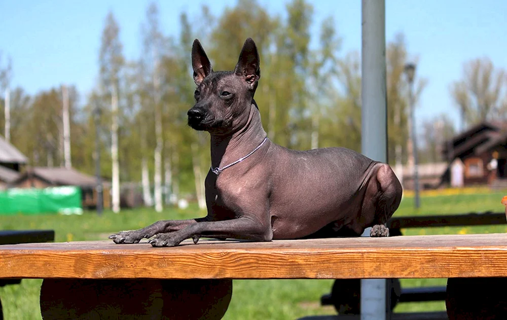 Xolo-Rasse