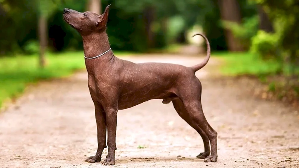 Xoloitzcuintli Hunderassen