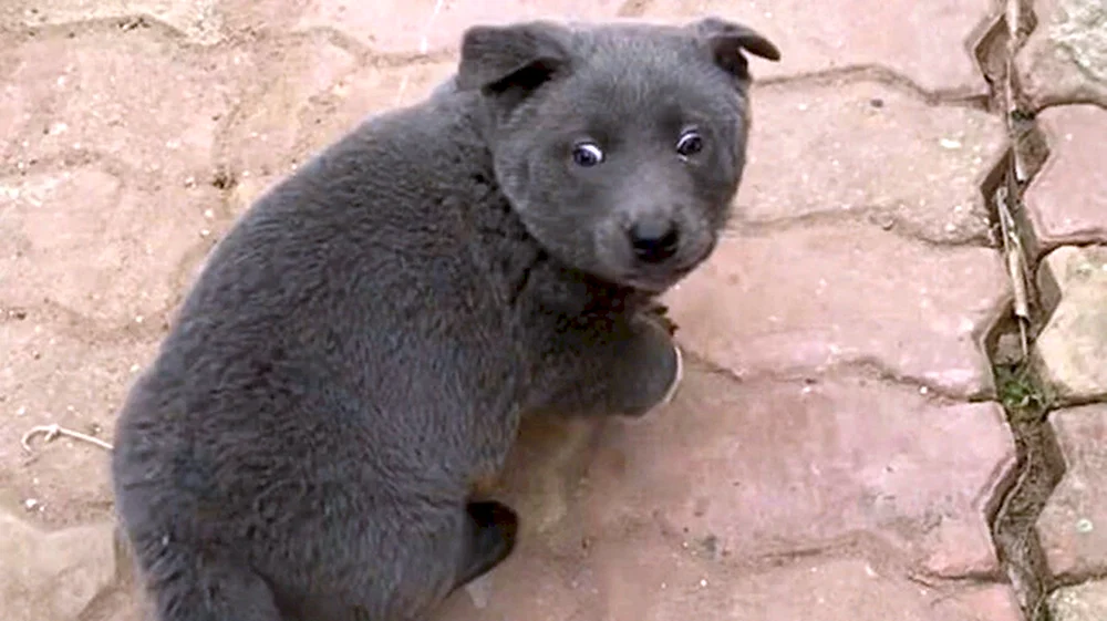 Hmong Sennenhund Rasse