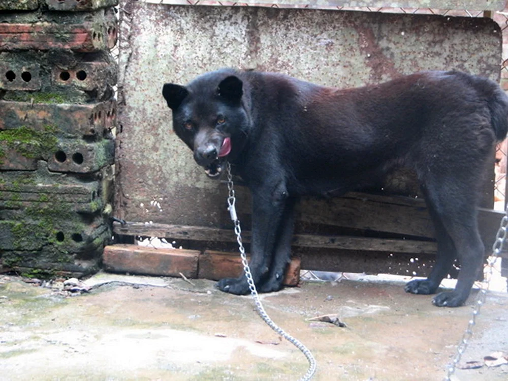 Hmong Sennenhund Rasse
