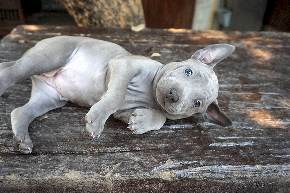 Australischer Kurzschwanz-Schäferhund