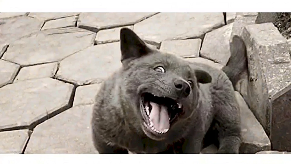 Australischer Schäferhund