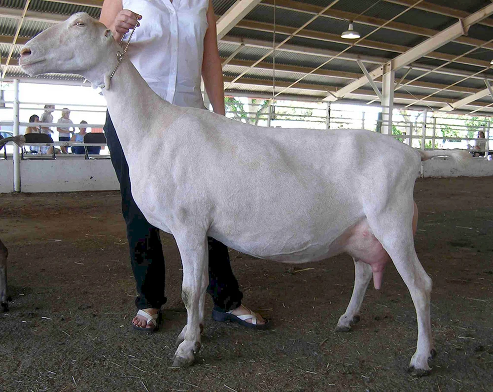 Lamancha Rasse