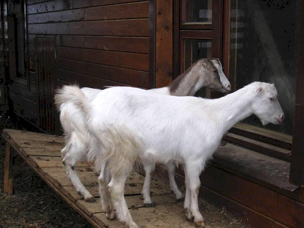Lamancha