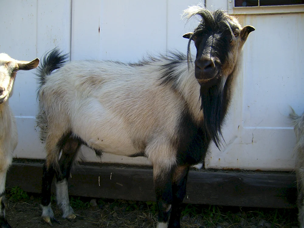 ZiegenLamancha