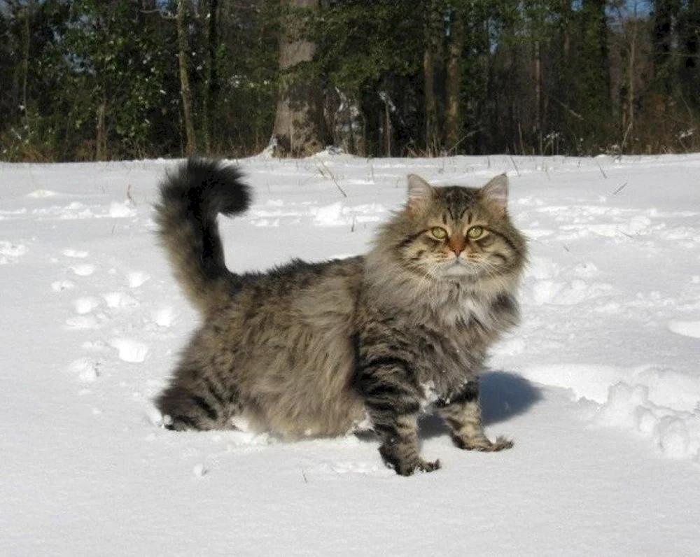 Sibirische Taigakatzenrasse Katze