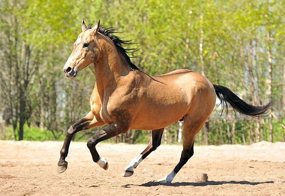 Bulanai