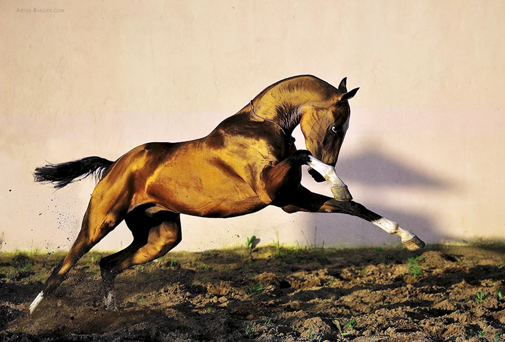 Golden Horse