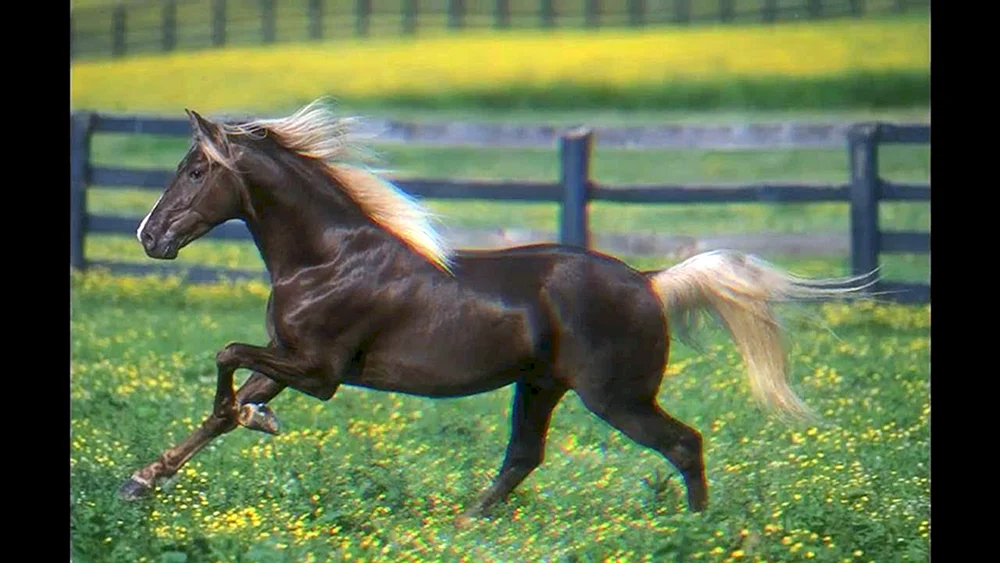 Mustang Pferd Rocky Mountain