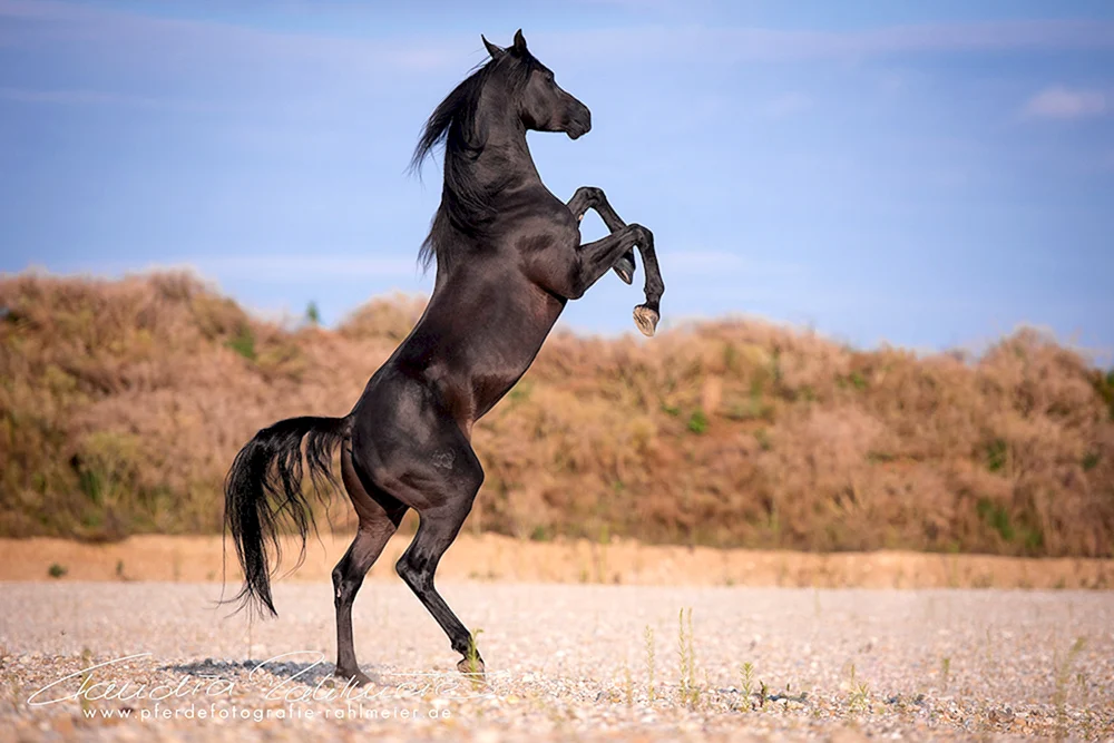Pferderasse Arabischer Mustang