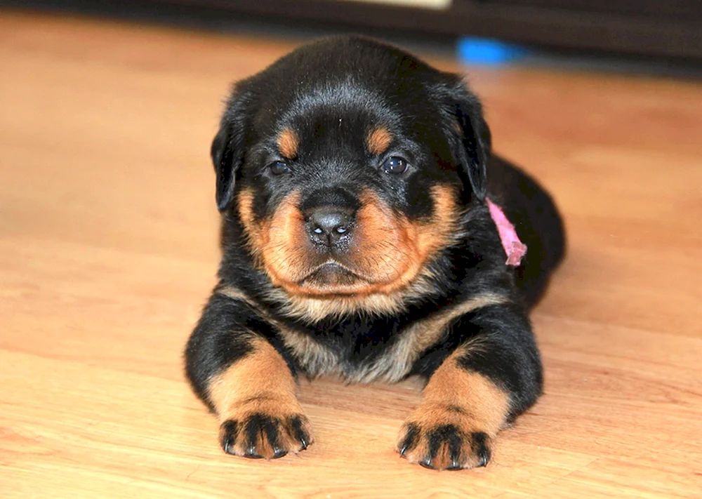 Ungarischer Rottweiler
