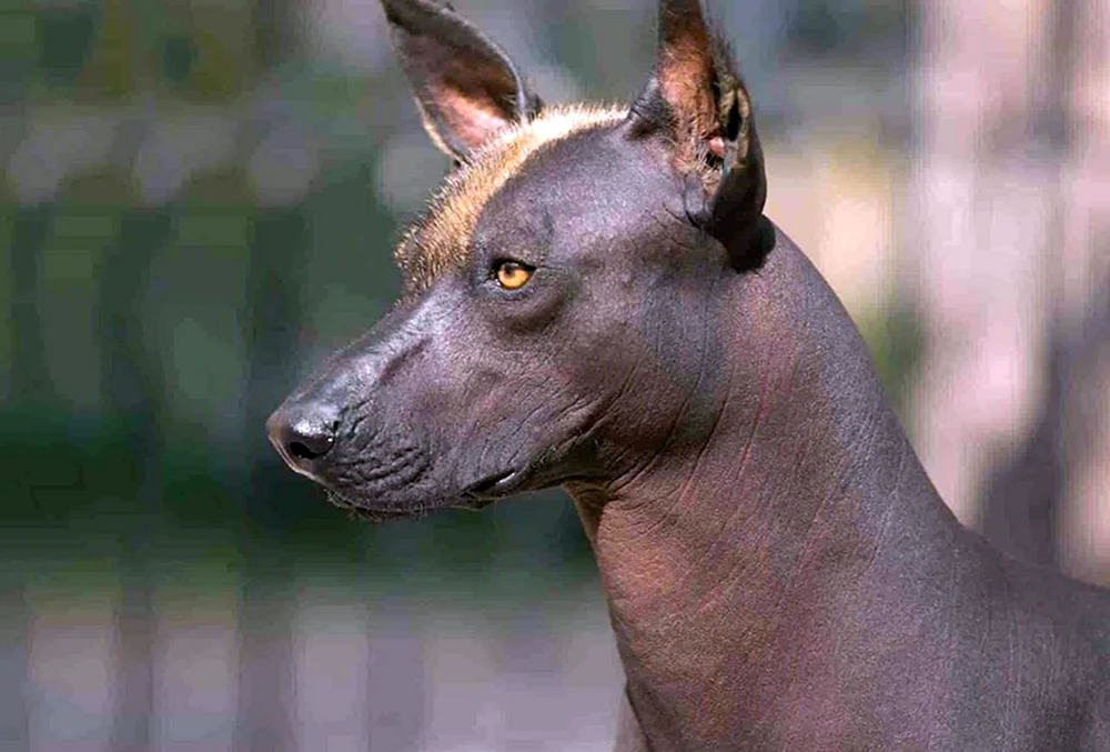 Rasse Mexikanischer Xolo
