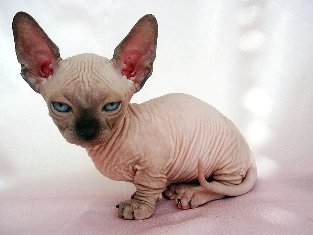 Kanadische Sphynx Albino Katze
