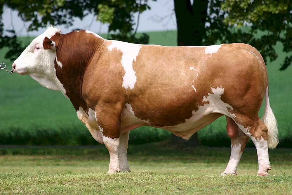 Simmentaler Rinderrasse