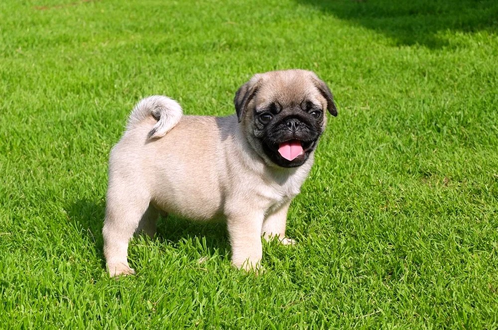 Zwergmops