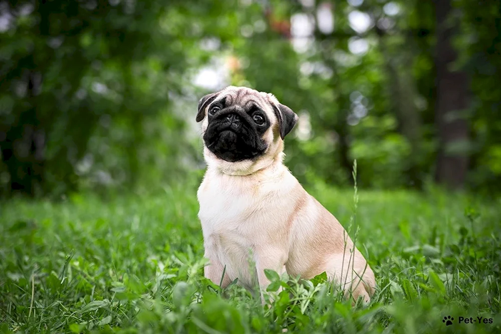 Mops