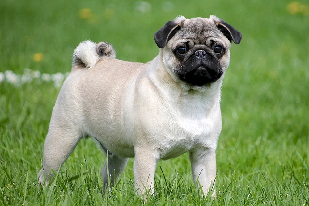 Mops Boston