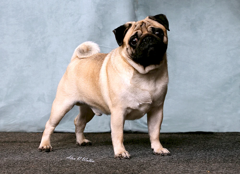 Mini Mops schwarz