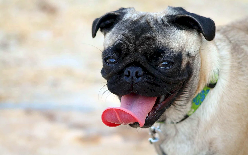 Mops Rassen